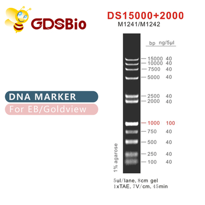 DS 15000+2000 Tangga Penanda DNA M1241 (50μg)/M1242 (5×50μg)