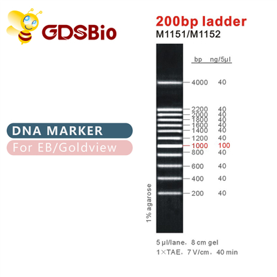 Elektroforesis Penanda DNA Klasik 500bp Ladder GDSBio